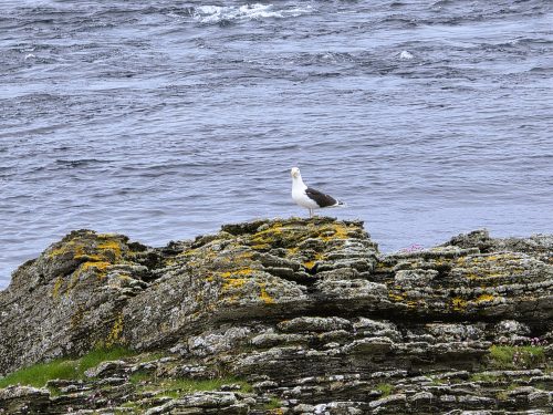 Stroma 260626