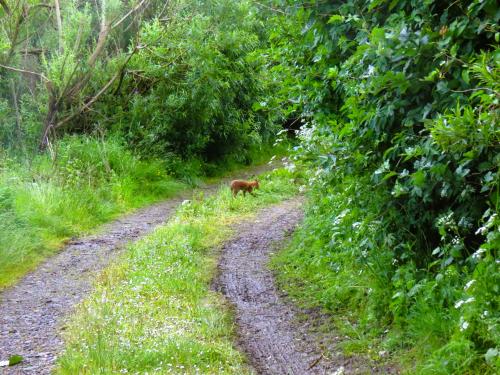 Thurso-to-Clardon-Haven-Loop-31